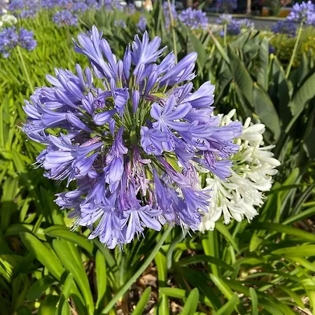 Seashell Caracas アパート *